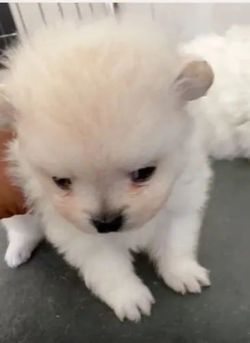 Lulu pra vemda