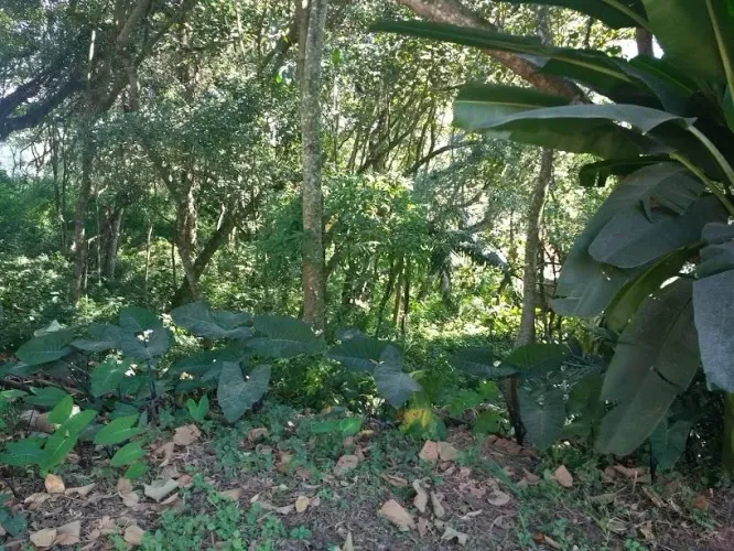 Vila Diva, Vila Diva, Carapicuíba