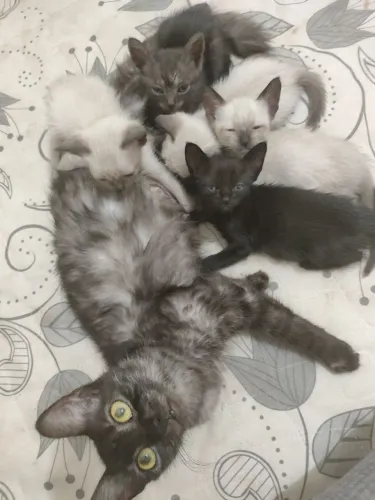 Doação de Gatos