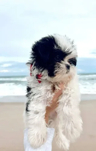 Shih Tzu bebes se impressione com a sua companhia