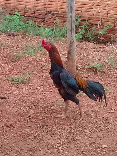 Vendo galo e galinha índio puro