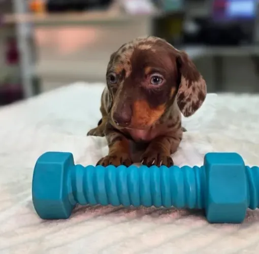Lindos Filhotes de Dachshund Mini