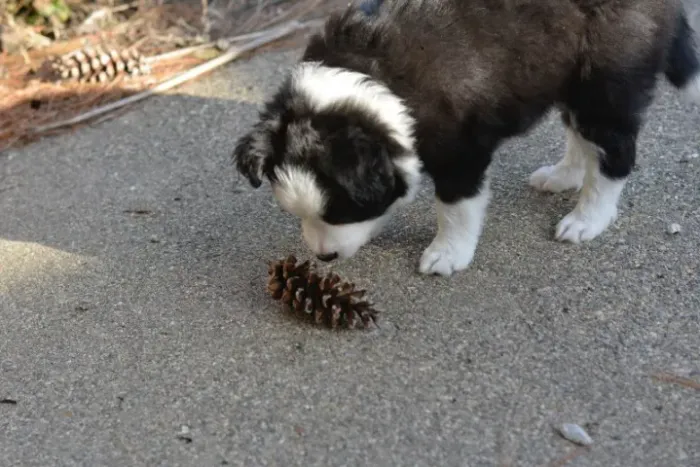 Filhotes de Border Collie | Um amigo para viver aventuras.