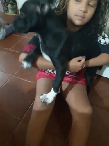 Vendo filhote 