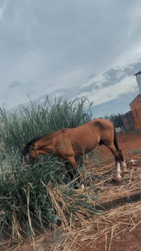 Cavalo manso 
