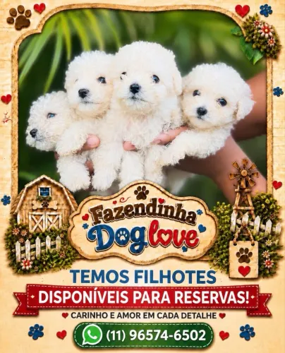 POODLES machos e fêmeas 