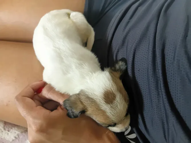 Cachorrinhos