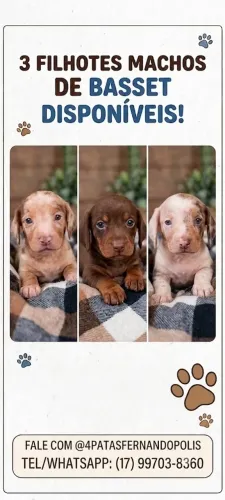Filhotes de Basset