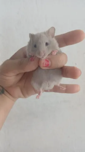 Hamster sírio 