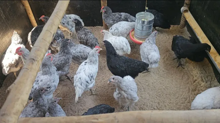 Franguinhas e franguinhos de raça pura