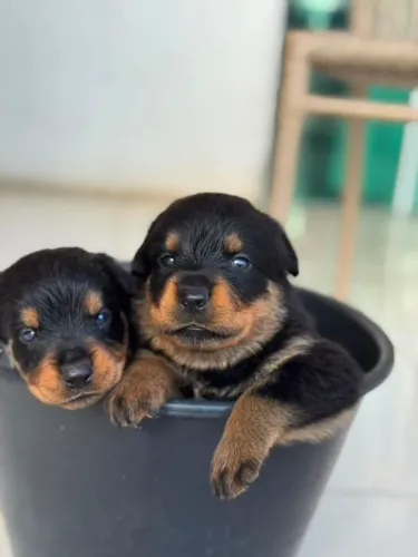 Cachorros rottweiler 