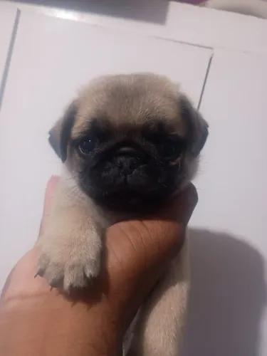 Filhote de Pug macho 1.200