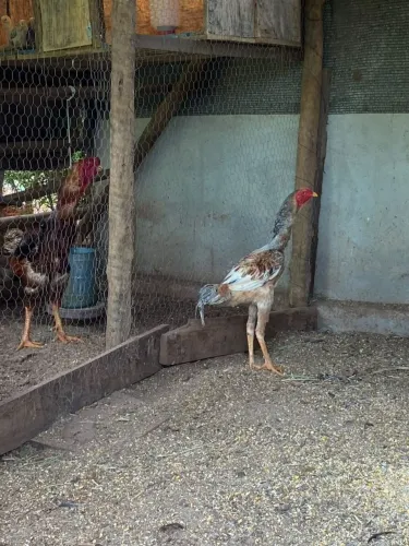 Galo Índio gigante a venda