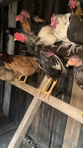 Vendo galo fino