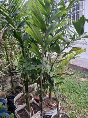 Palmeira rabo de raposa