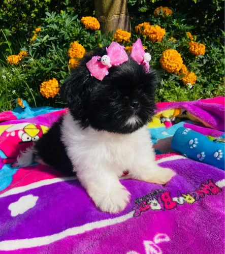 Shih tzu Fêmea 