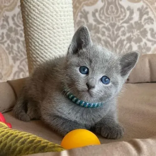 Russian BLUE filhotes fêmea