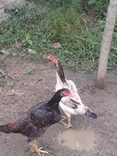 Vendo galinha caipira