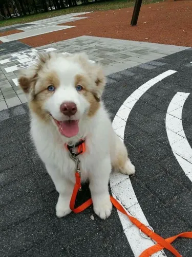 Border Collie - Fofura Que Faz Bem 