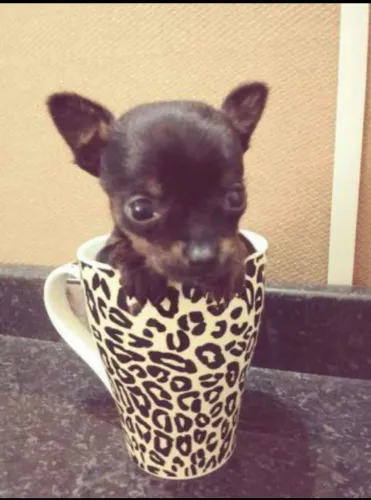 Pinscher zerinho perfeito para você 