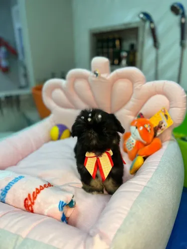 FILHOTE SHIHTZU