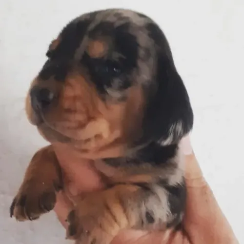 Dachshund bem fofo pequeno porte, também temos fêmeas