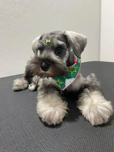 Linda princesinha Schnauzer Miniatura disponível !