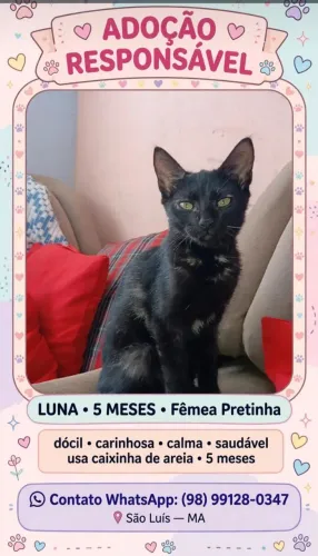 Pra doação estão a procura de um lar limpo saudável e feliz.