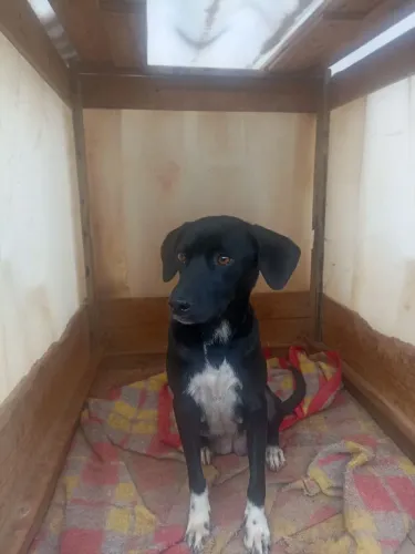 Doa-se cachorra vira-lata 