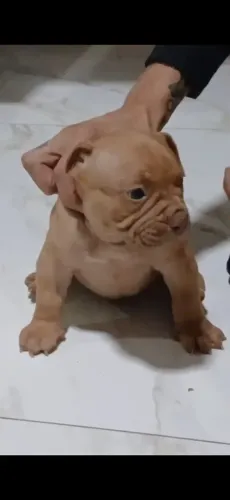 Pit monster/Brazilian bull