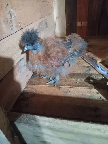 tenho alguns franguinho de sedosa pra vender