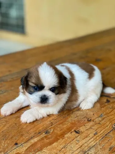 Filhotes de Shih Tzu | Uma fofura que vai conquistar seu coração.