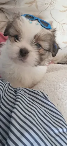 Vendo! 1 casal Mini shitsu