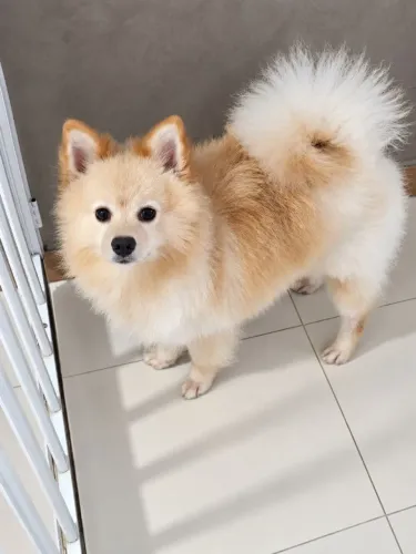 Spitz Alemão à venda