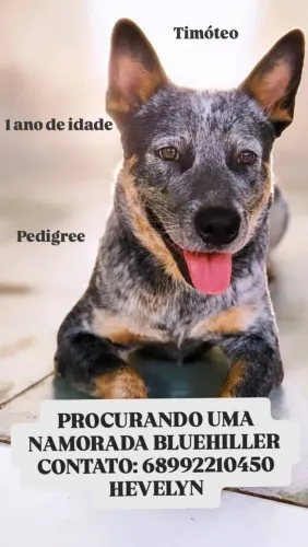 Bluehiller