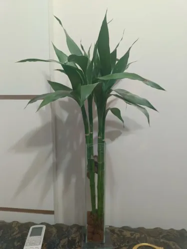 Bambu da Sorte Natural em Vaso Alto de Vidro