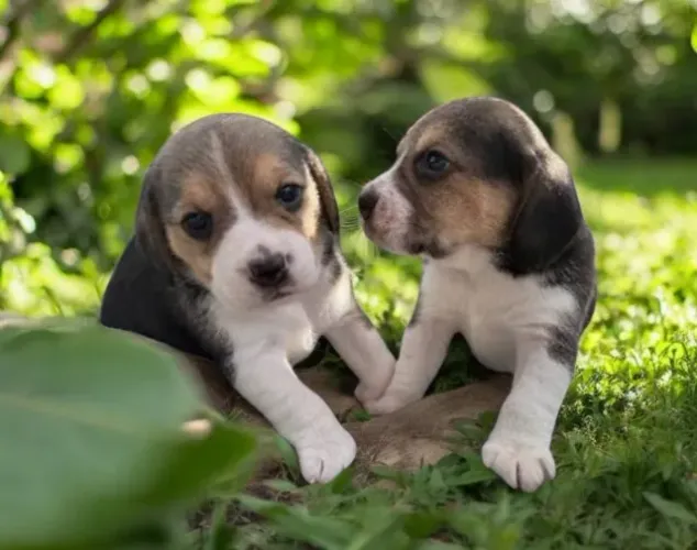 Beagle Filhotes Tricolores Miniaturas Premium.