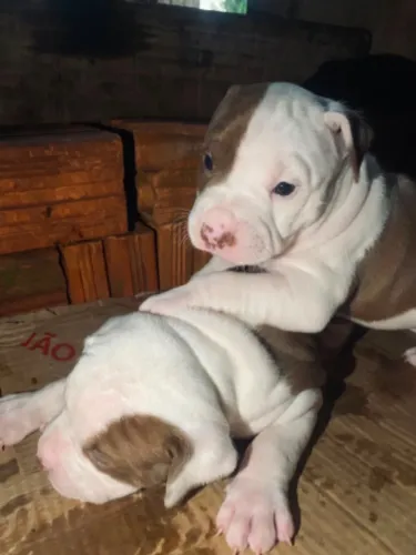 Filhotes pitbull