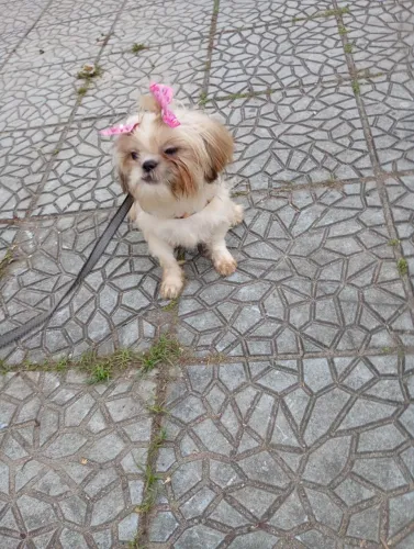Shitzu fêmea 7 meses