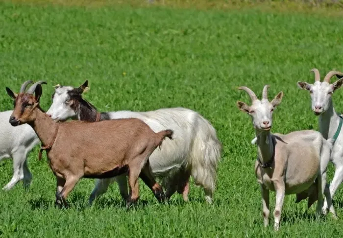 Cabras e bode saudáveis l Reprodução e Limpeza de terreno
