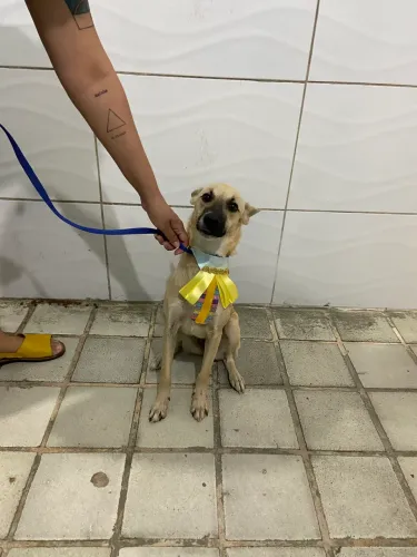 Doação cachorrinha 