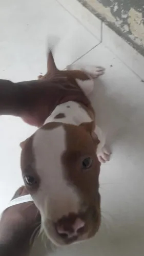 Pit Bull 