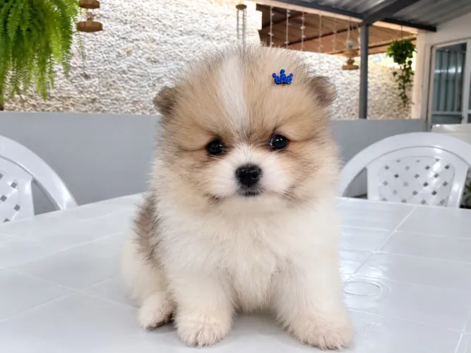 Lulu da Pomerania (macho)