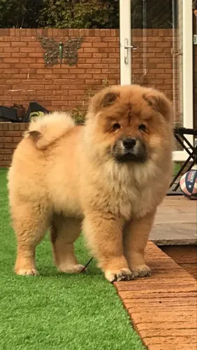 Amor de pet Chow Chow excepcional parcelo até 18x
