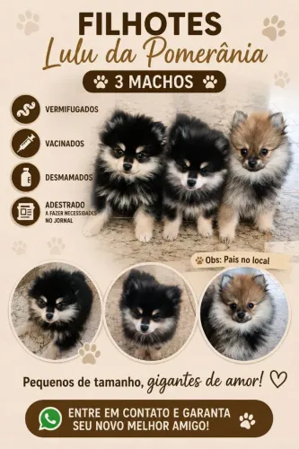 Lulu da Pomerânia 