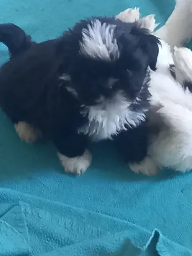 CACHORRO FILHOTE SHITZU MACHO 