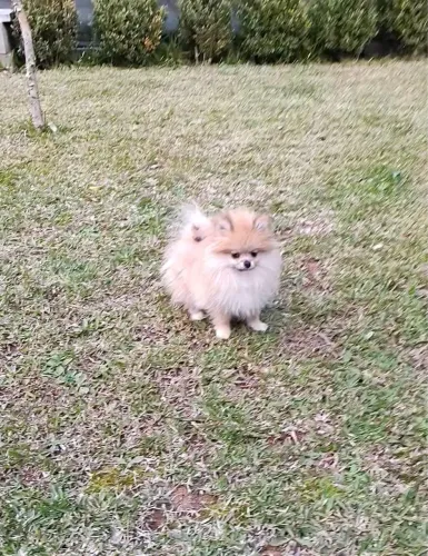 Spitz alemão fêmea