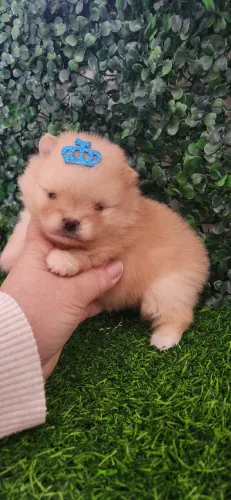 Lulu pomerania