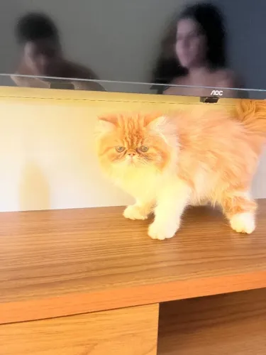 Filhote de gata persa show fêmea alto padrão