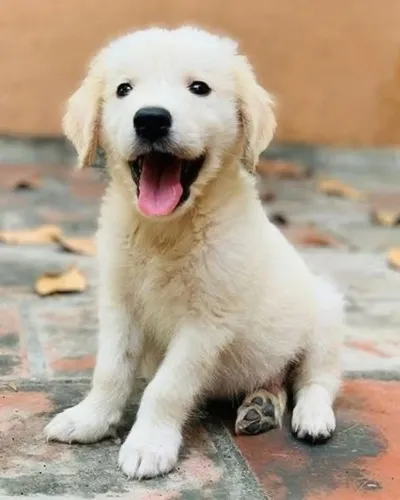 Filhotes de Golden Retriever | Patinhas repletas de amor.